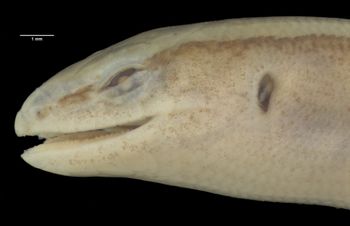 Media type: image;   Herpetology R-7261